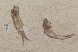 Fossil Fish (Knightia) Mortality Plate - Wyoming #111241-1